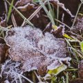 Kas mai absoluutne külmarekord puruneb? Õrnad taimed tuleks ööseks kinni katta