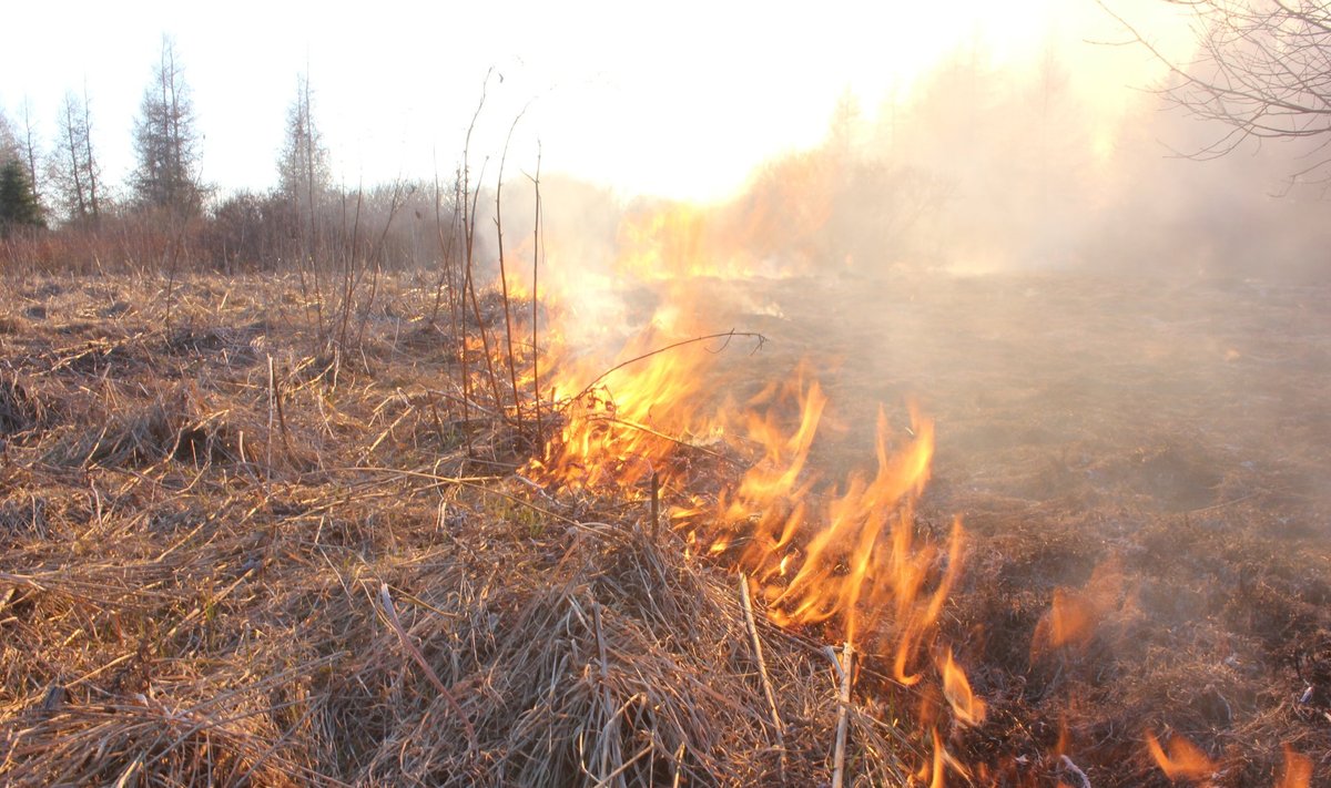 Kulu põletamine on Eestis keelatud aastaringselt.