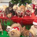 VIDEO: Eesti chihuahuade lõbus jõulutrall teeb meele rõõmsaks