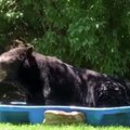 VIDEO | Hiiglaslik karu ronis lastebasseini end värskendama