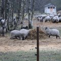 Sutteri karja toetusega ostetud lambad surevad