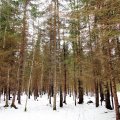 Leili metsalood | Milline võib olla 40aastane mets?