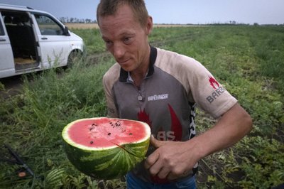 Арбузные поля