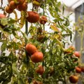 Kuidas tomati- ja kurgihaigused ära tunda ja mida ette võtta