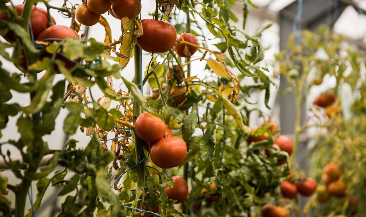 Tomatihaigused kimbutavad ikka tomatitaimi, mitte kive ja kände.