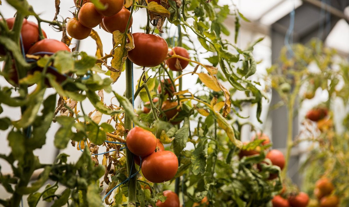 Tomatid kasvuhoones