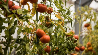 Kuidas tomati- ja kurgihaigused ära tunda ja mida ette võtta