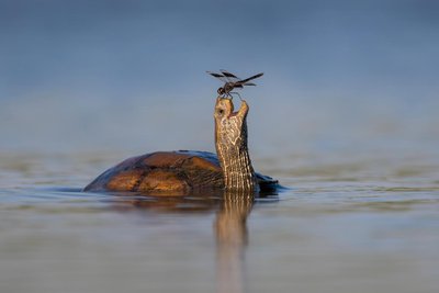 А теперь покатай меня!