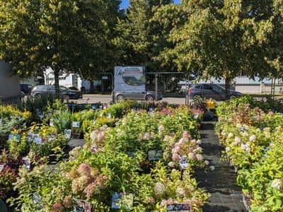 Säravate õitega hortensiaid on siin müügiplatsil 51 sorti.