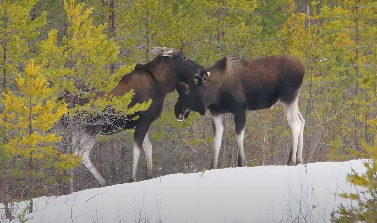 Noored põdrapullid katsuvad rammu Aidu karjääri metsades. Kuvatõmmis videost