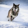 ВИДЕО | В Италии на горнолыжную трассу выбежал волк