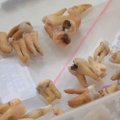 Austraalias väljakaevamistelt leitud hambad jutustavad kunagiste hambaarstide valulikest töövõtetest
