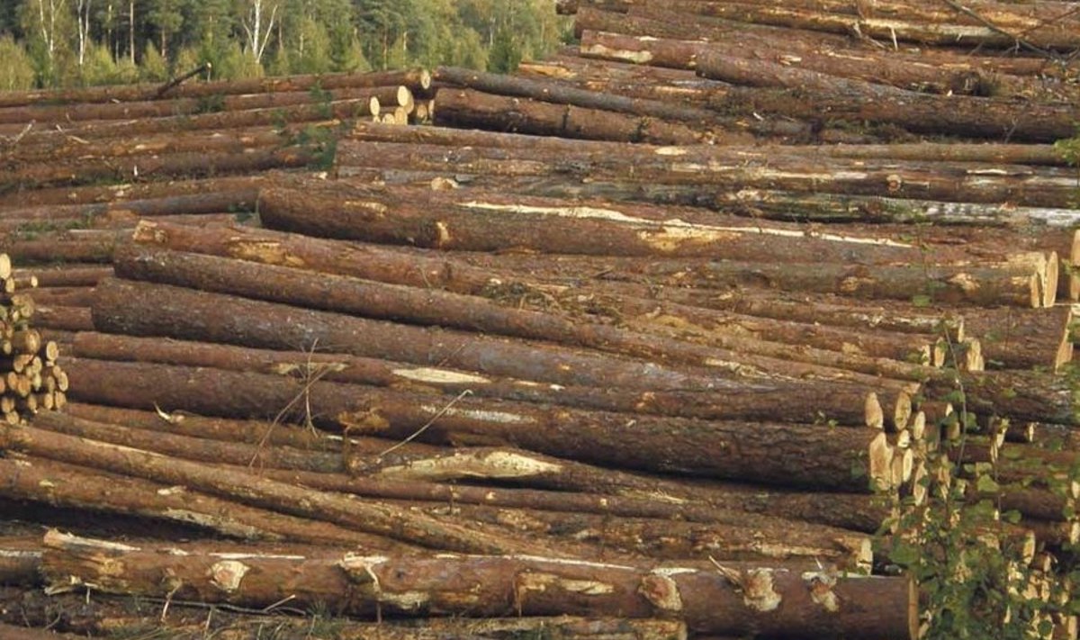 Metsakorraldus hindab sageli puidu mahtu tegelikust väiksemaks.