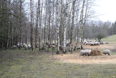 Varasematel aastatel peeti Lümandal asuva lauda territooriumil sügistalvisel perioodil lambaid, praegu on seal aga veised.