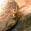 Ka emased ämblikud armastavad kaunilt pakitud kinke