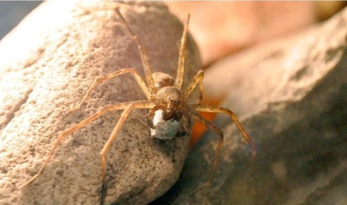 Isane ämblik tassib võrguniiti pakitud putukat. Foto: Mariana Trillo / Novaator