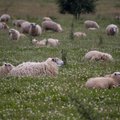 Saaremaa huntide skoor: 100 murtud ja haavatud lammast
