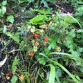 FOTOD | Seenelised leidsid Hiiumaal metsast tomatitaimed