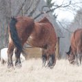 Roided paistavad ja nälg ajab naabri põllule hulkuma: hooletusse jäetud hobused Pärnumaal on taas jooksus