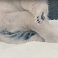 VIDEO: jõulukukerpallid: kingituseks toodud 26-tonnine lumekoorem muutis jääkarud ülemeelikuks