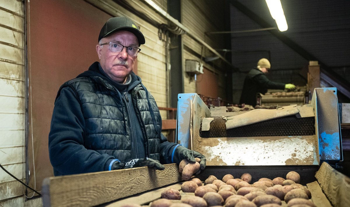 „Suudame hoidlates õiget temperatuuri ikka hoida, aga pakasega on saanud väga tõsiseks probleemiks kartulite kauplustesse vedamine, sest mugulad võivad transportides külma saada,“ avab hetkeseisu Saare-Anni talu peremees Einar Saar.