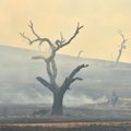 В Австралии наконец-то закончились пожары, бушевавшие с прошлого лета