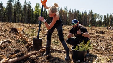 FOTOD | Riigimetsa istutatakse üle 22 miljoni puu, eramets palju alla ei jää