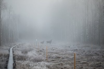 Oleme umbes pooltund patrullinud, kui mõned sajad meetrid eemal näeme piiri ületamas põdrapere. Neljaliikmeline perekond, kellest kaks sain pildile, lahkub Eesti pinnalt. Hiljem oleme tunnistajaks ka ühe rebase piiriületusele Eestist Venemaale.