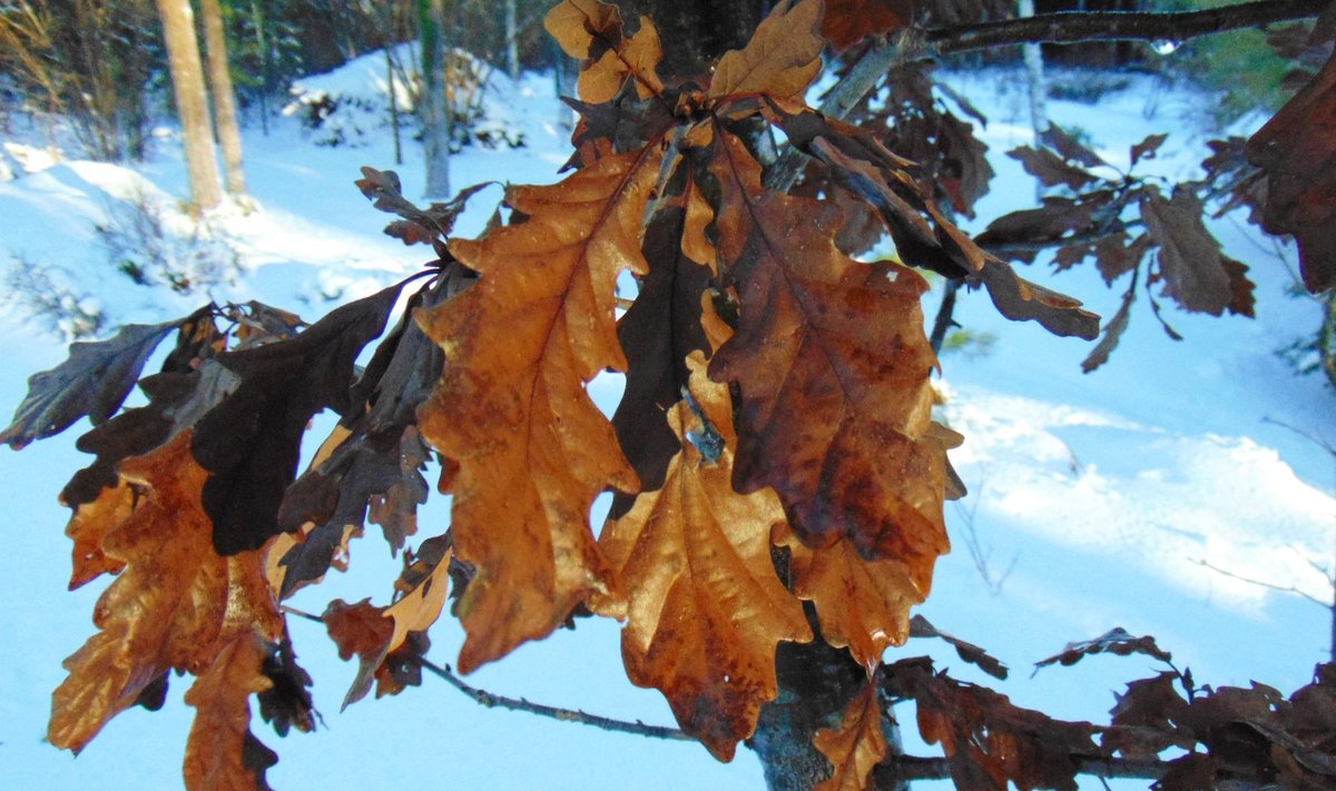 Tamme pruunikad lehed pakuvad aias talvehalluses silmapidet.