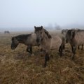 ФОТО: Подаренные Голландией дикие лошади терроризируют жителей Пярнумаа