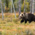 В Беловежскую пущу впервые за 140 лет вернулся медведь
