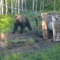 VAATA | Karu laamendab Lahemaal: mõne lükkega sai söödamaja alistatud