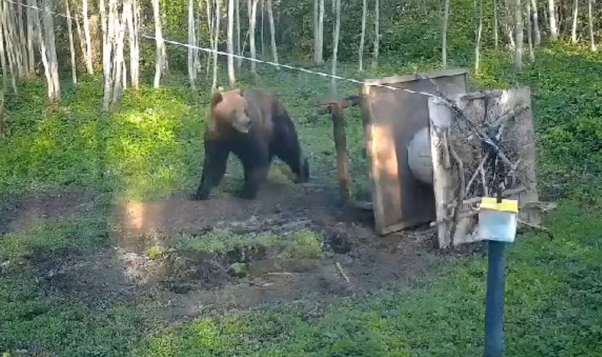 Karu lammutas viimase viljaterakese kättesaamiseks Ilumäe kandis asuva söögimaja