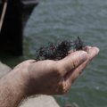 Analüüsid: Pelguranna ja Stroomi ranna suplusvesi sisaldab tervisele ohtlikke vetikaid