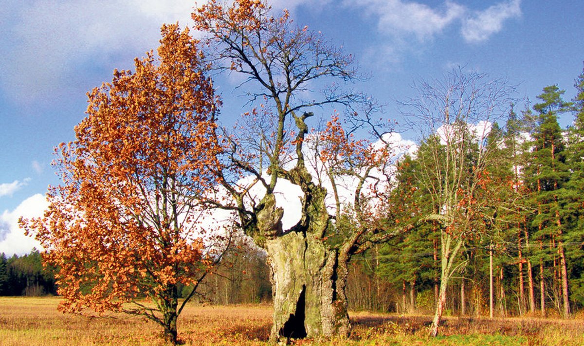 Laasu tamm – üks neist puudest metsas, kellel oma lugu.