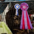 ФОТО: В Таллинне прошла выставка собак тибетских пород