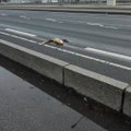 FOTO: Rebane sattus Pärnu maantee viadukti ületades õnnetusse
