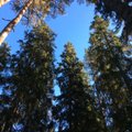 Rootsi maaeluminister: Euroopa metsanduses ei saa „üks suurus sobib kõigile“ lähenemisviisi rakendada