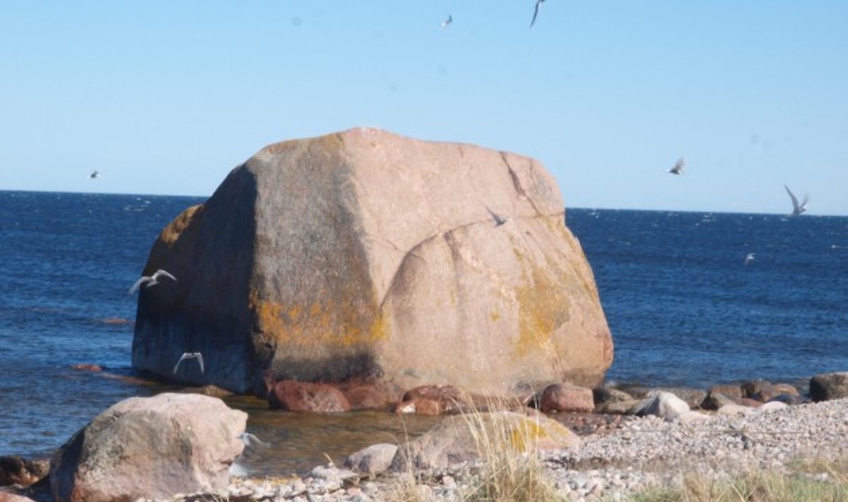 Üks Eesti suuremaid rabakivist rändrahne on Vaindloo hiidrahn, mille kõrgus on 7,7 m.