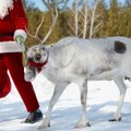 Karm lugu: kas Jõuluvanal oleks Eesti õigusruumis hea elada?