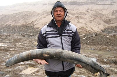 Геолог компании De Beers держит бивень мамонта, найденный среди обломков древнего судна у побережья Намибии