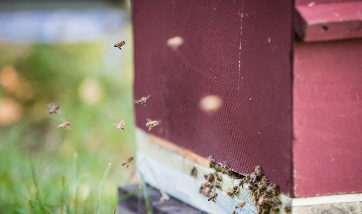 Varroalestad on teinud Eesti mesilates pahandust juba paarkümmend aastat. 