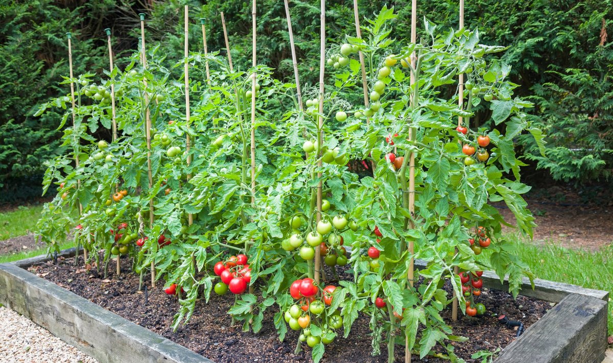 Mis võib olla põhjuseks, et tomatid ei kasva? 