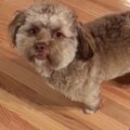 VIDEO | Hämmastav ja hirmutav! Internetis lööb laineid koer, kellel on inimese nägu