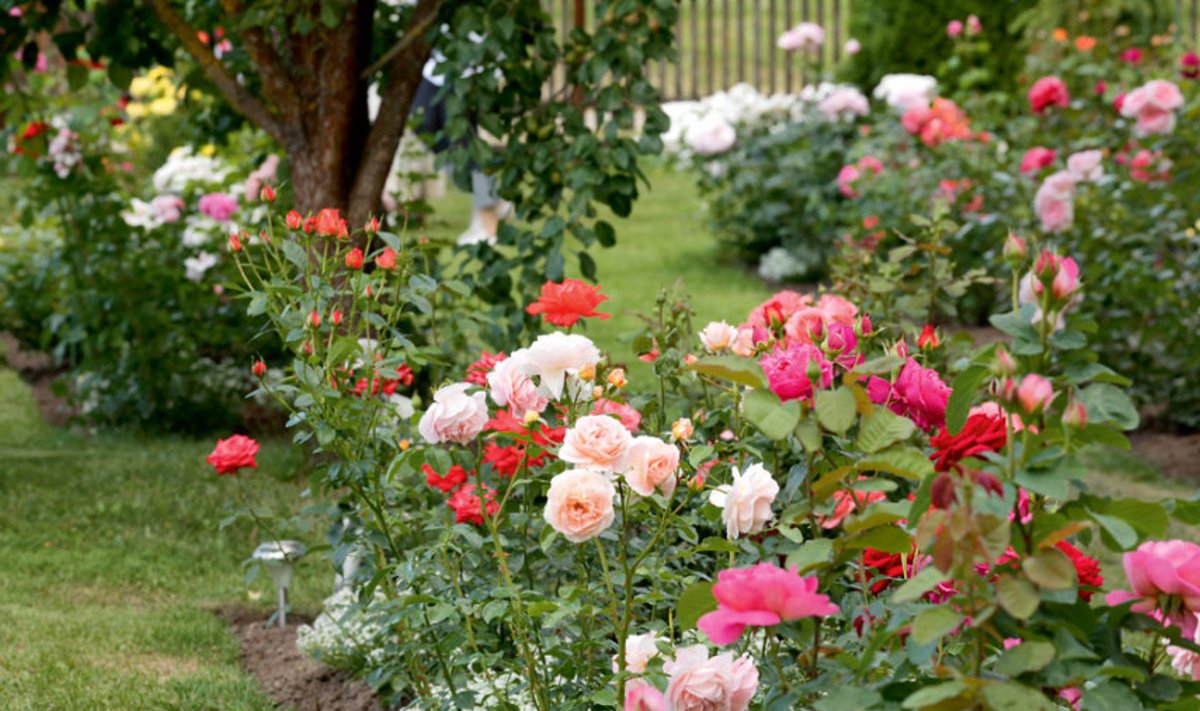 Õitsev juuli algus roosipeenral. Kohe ees lillakasroosa ‘Madame Bovary’, siis aprikoosivärvi ‘Sangerhäuser Jubiläumsrose’, hõbe-purpurlilla ‘Saint Exupery’. Kõrge punane on ‘Concorde’, oranžikad ‘Las Vegas’, ‘Alexander’, ‘Õie’ (istutatud ema mälestuseks). Kohev tumedam roosa on ‘Amalia Renaissance’ – üks tervemaid ja tublimaid õitsejaid kuni hilissügiseni.