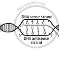 Uuring tuvastas tuhandeid seni tundmata RNA molekule