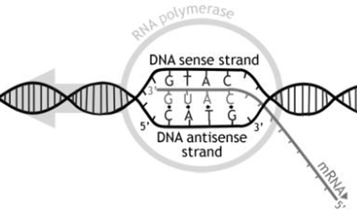 Info üleviimine geenide DNA-lt mRNA-le on valgutootmise võtmeprotsesse