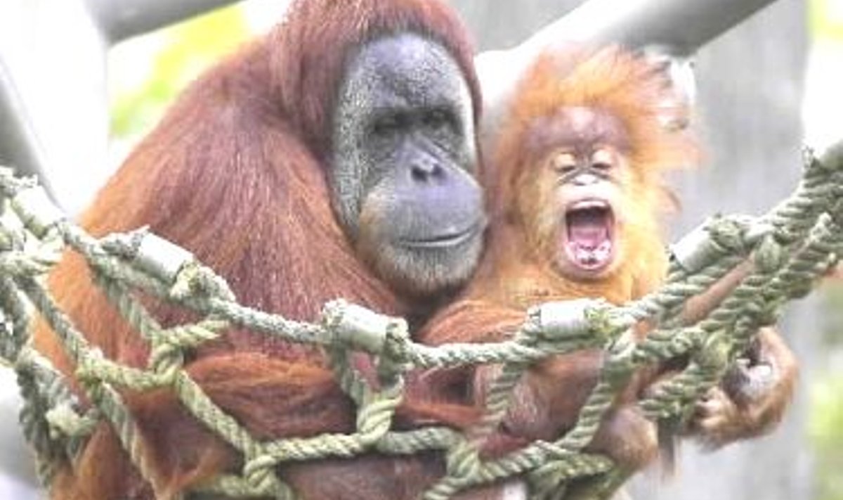 Orangutanid