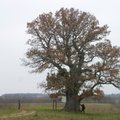 Euroopa aasta puu 2016 konkursil osaleb ka Eesti puujumal