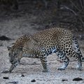 Uganda rahvuspargis sõi leopard ära kolmeaastase lapse